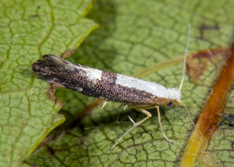 Argyresthiidae: Argyresthia spinosella